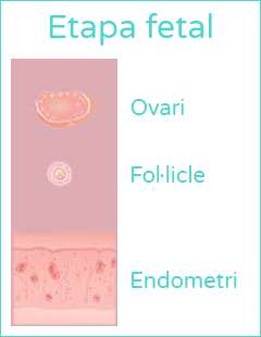 La primera menstruació - Etapa fetal