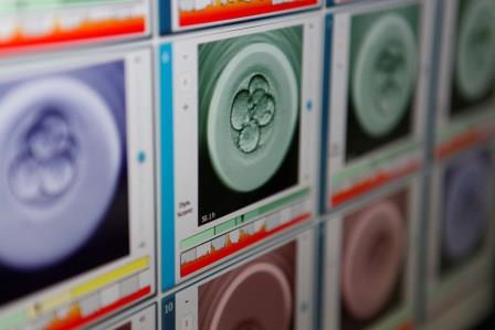 Dexeus Dona i l'IDIBELL estudiaran el desenvolupament embrionari mitjançant l’edició genètica d’embrions humans