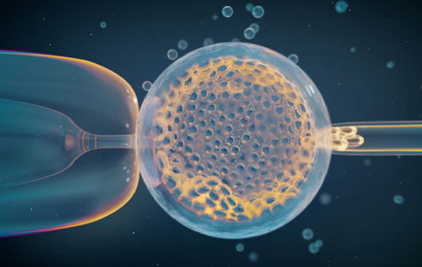 Identificats els factors genètics que augmenten el risc d’avortament 