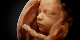 Life “in progress”: la vida abans de néixer