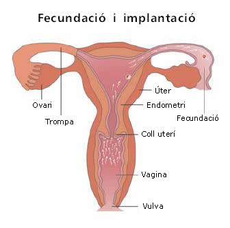 Fecundació i implantació
