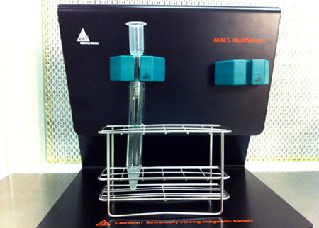 MACS (Magnetic Activated Cell Sorting)