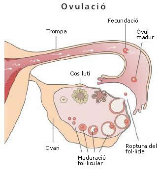 Ovulació
