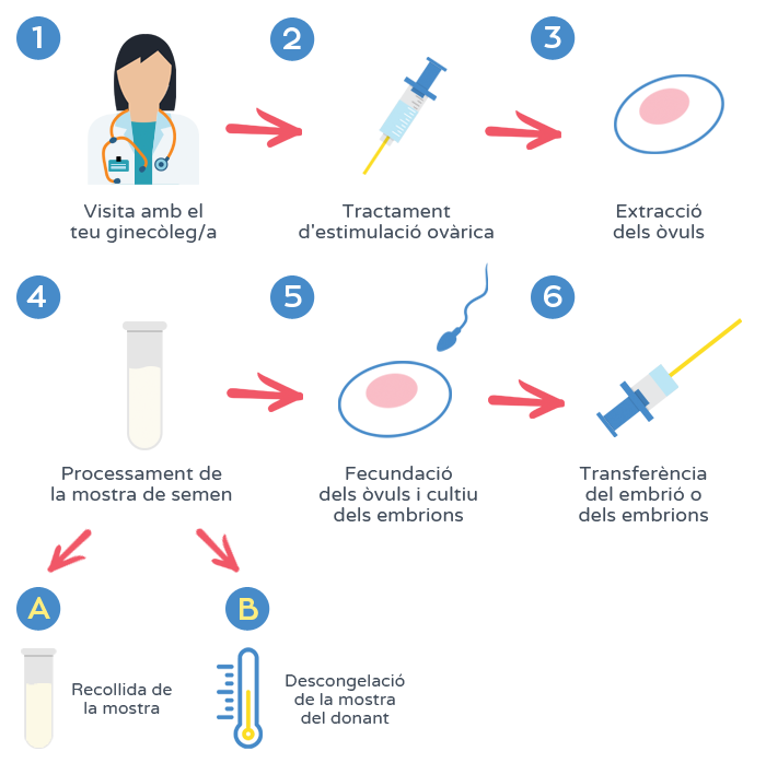 Fecundació in vitro - Procés