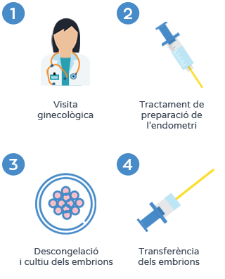 Transferència d'embrions congelats - Procés
